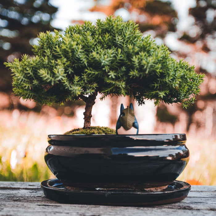 A bonsai tree in a classic ceramic pot, outdoors on a rustic wooden table.
