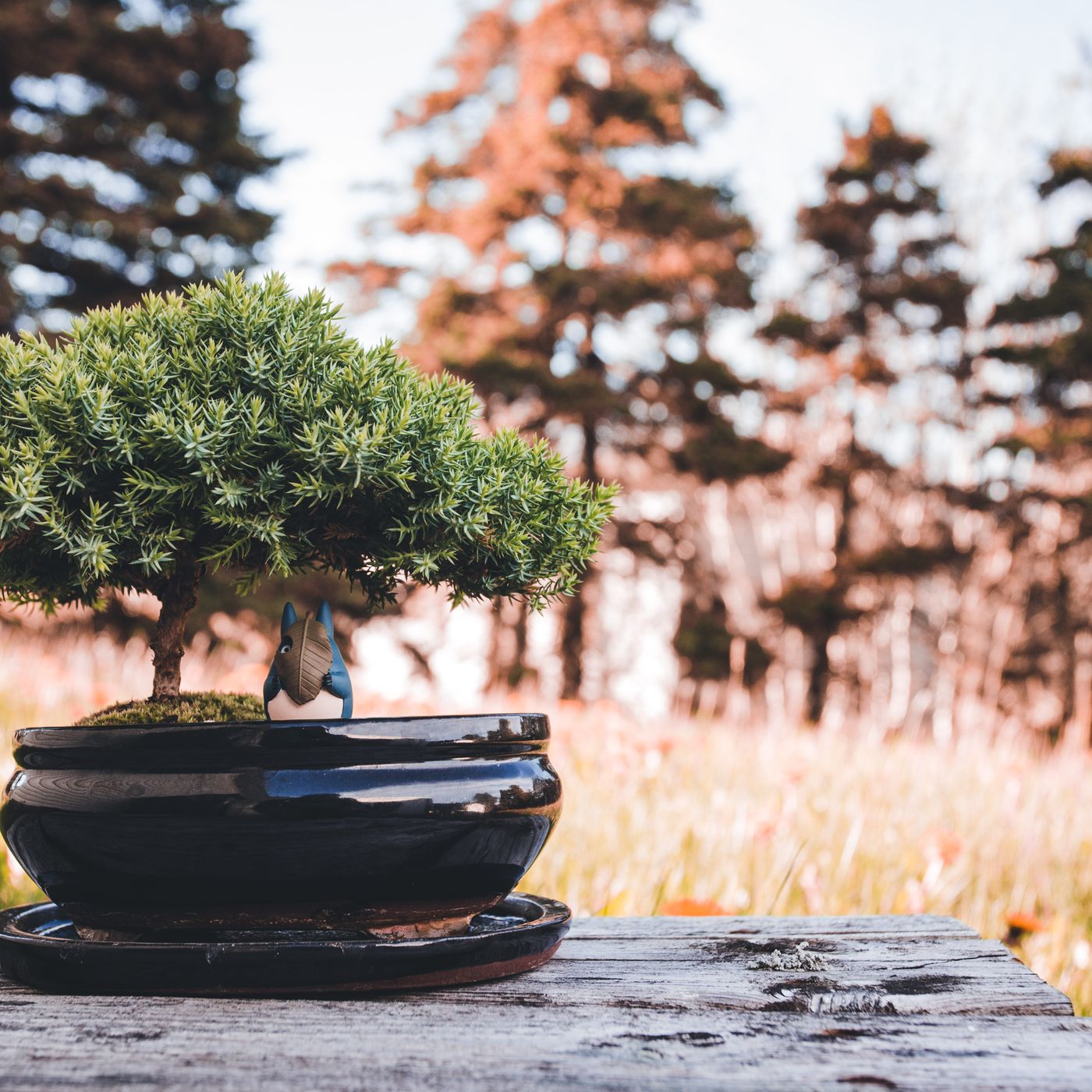 A black pot with a bonsai tree in it, standing outdoors on a wooden table.