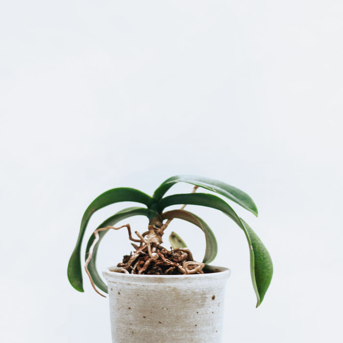 A simple pot with an orchid in it, photographed plainly.