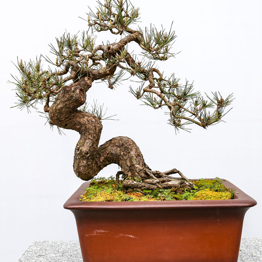 A twisted bonsai tree in a ceramic pot, photographed close up on a granite surface.
