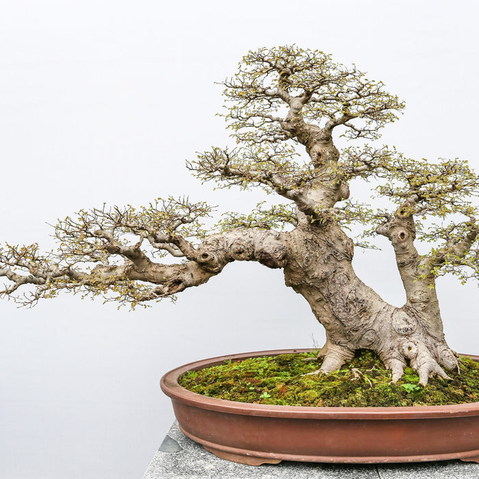A bonsai tree in a pot, shown against a plain white backdrop.
