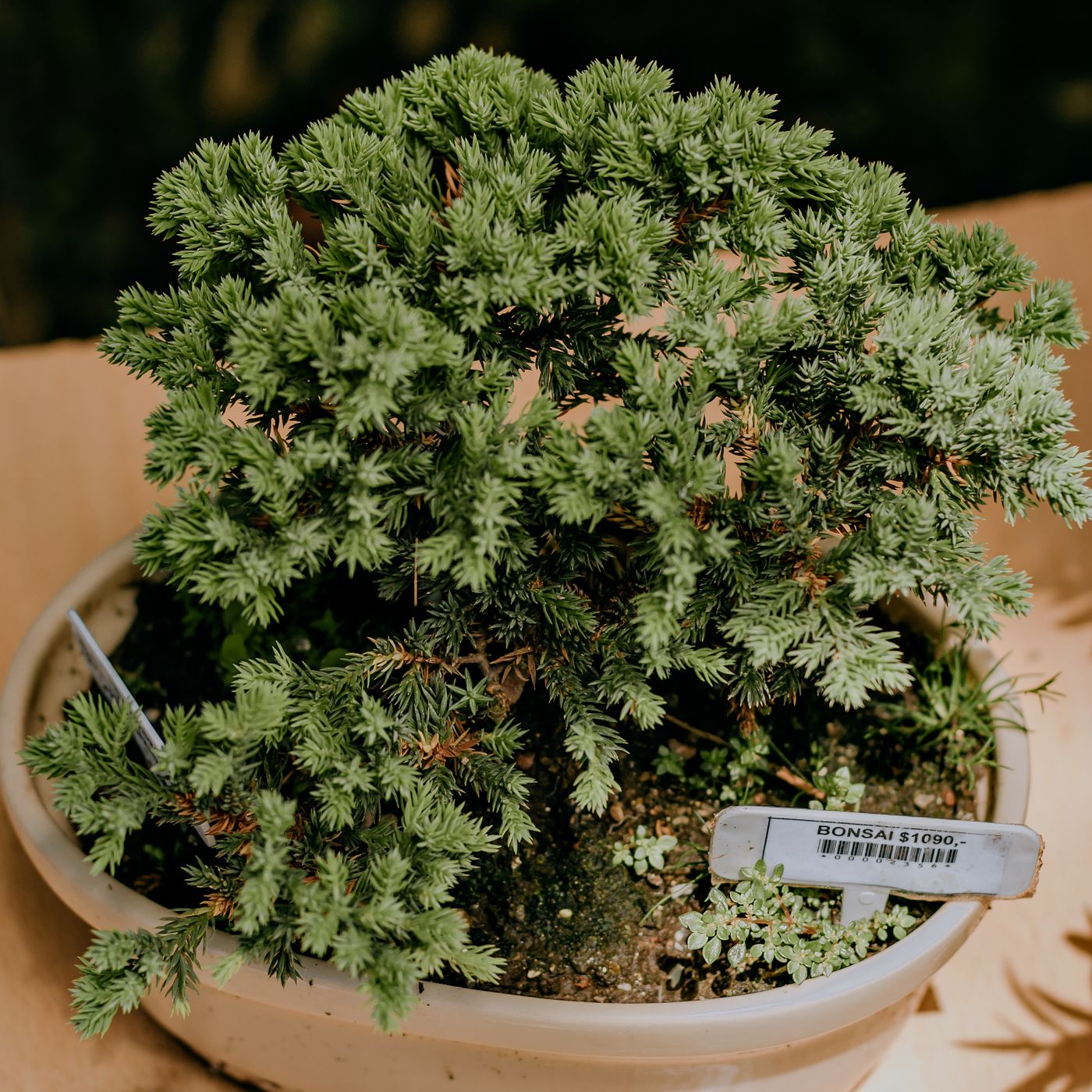A green bonsai tree growing in a ceramic pot.
