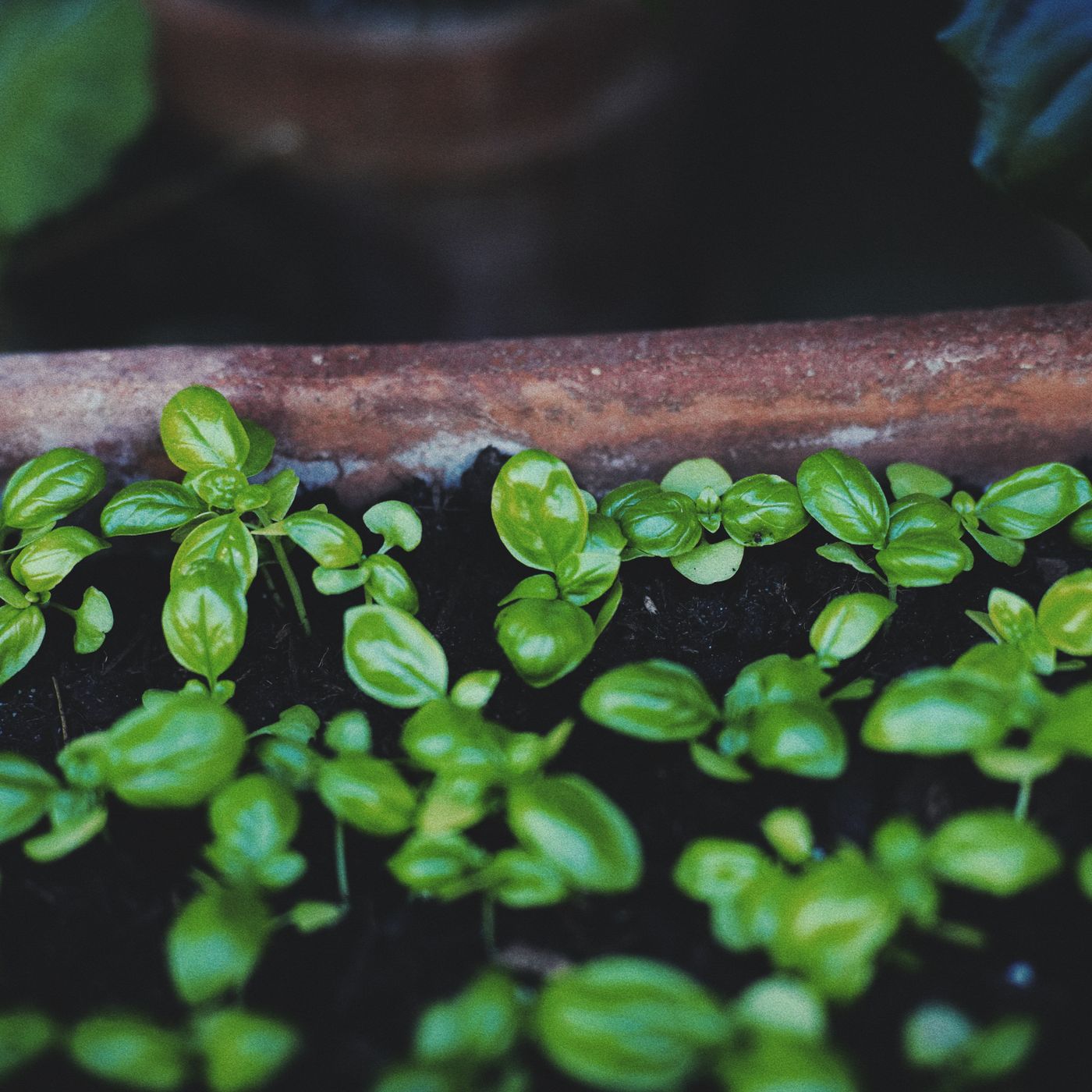 A terracotta flower pot with young basil plants growing in it.