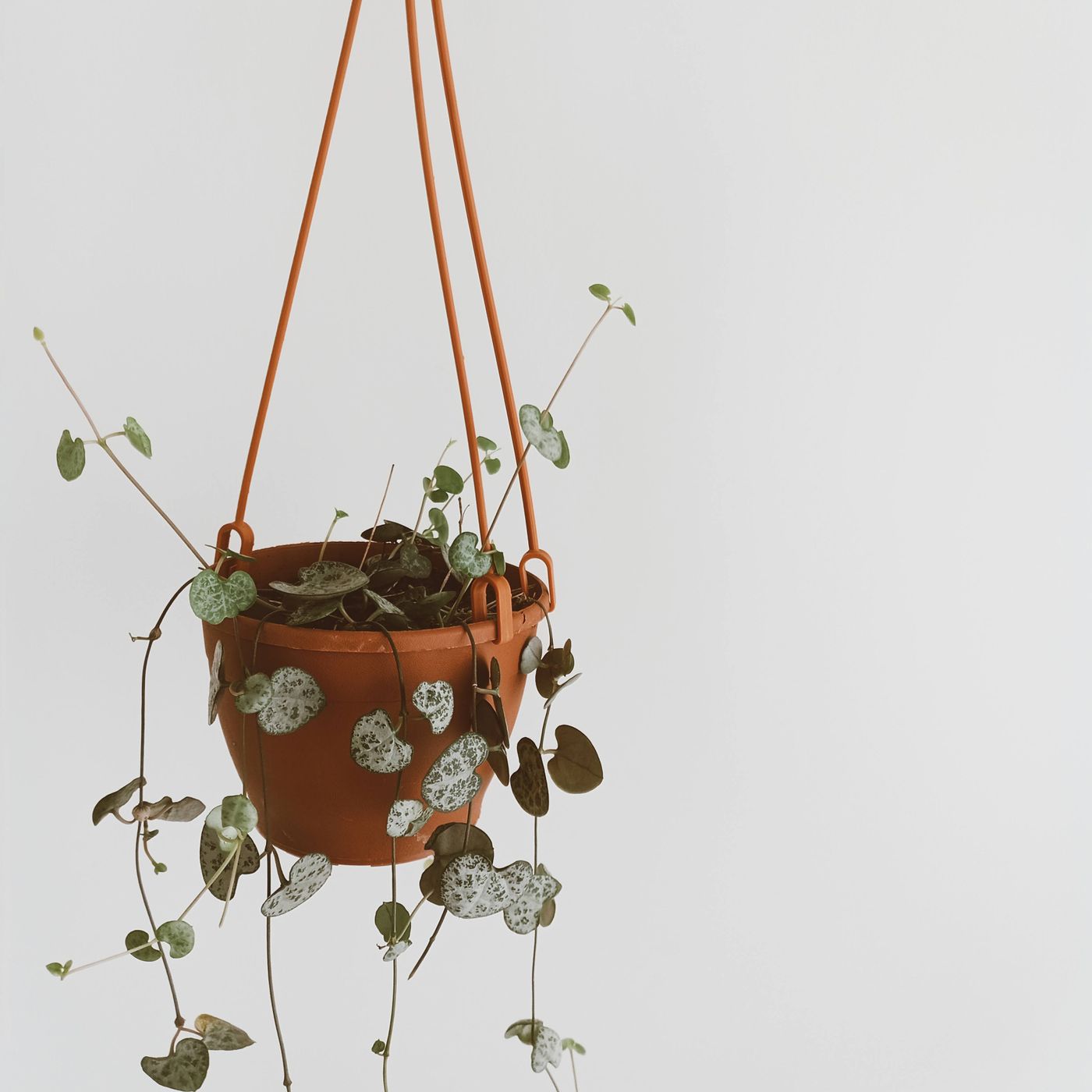 A plain ceramic pot hung on a cord, photographed with a trailing plant growing in it.