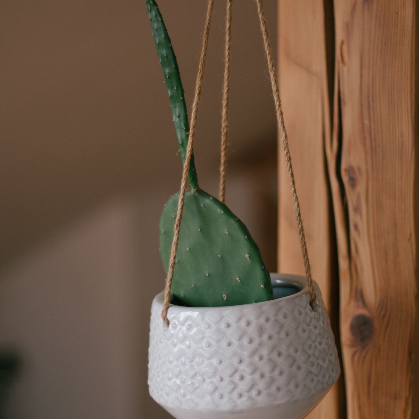A textured white ceramic pot indoors with a single cactus leaf standing in it.