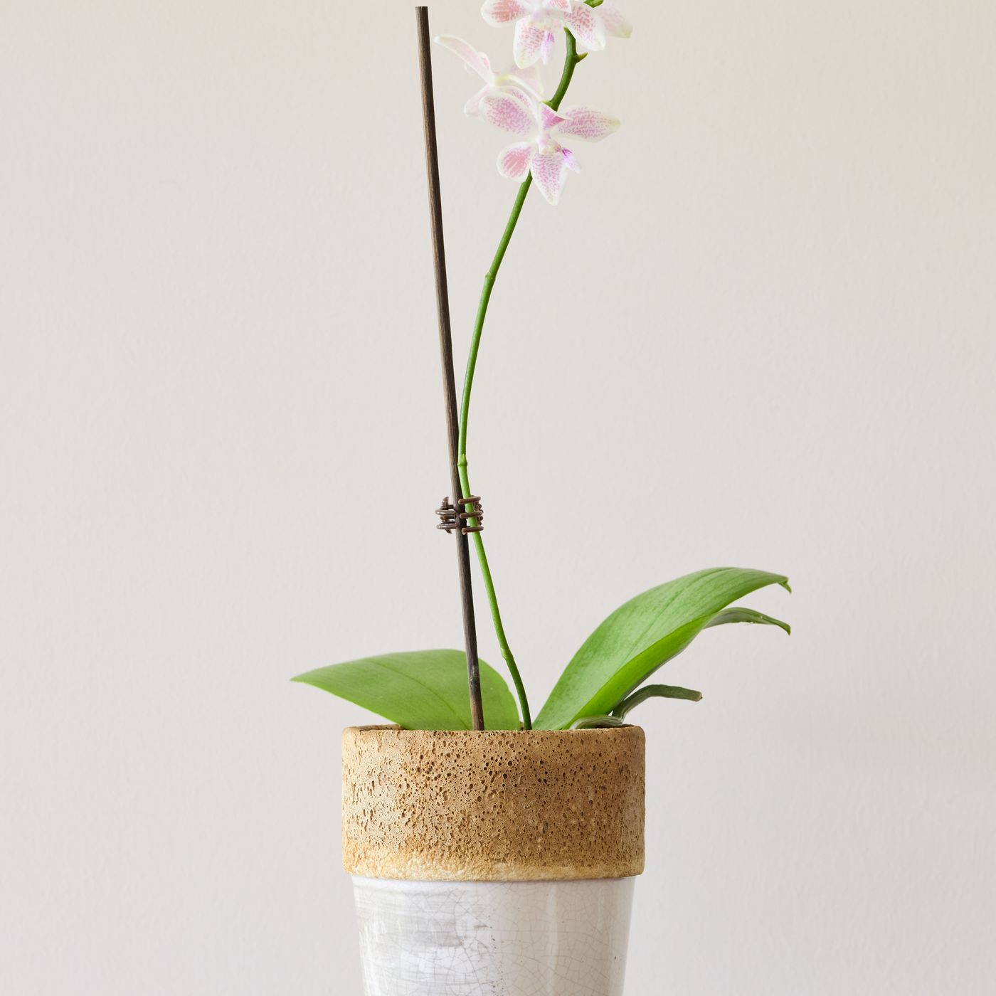 A plain ceramic pot in soft lighting with a moth orchid growing in it.