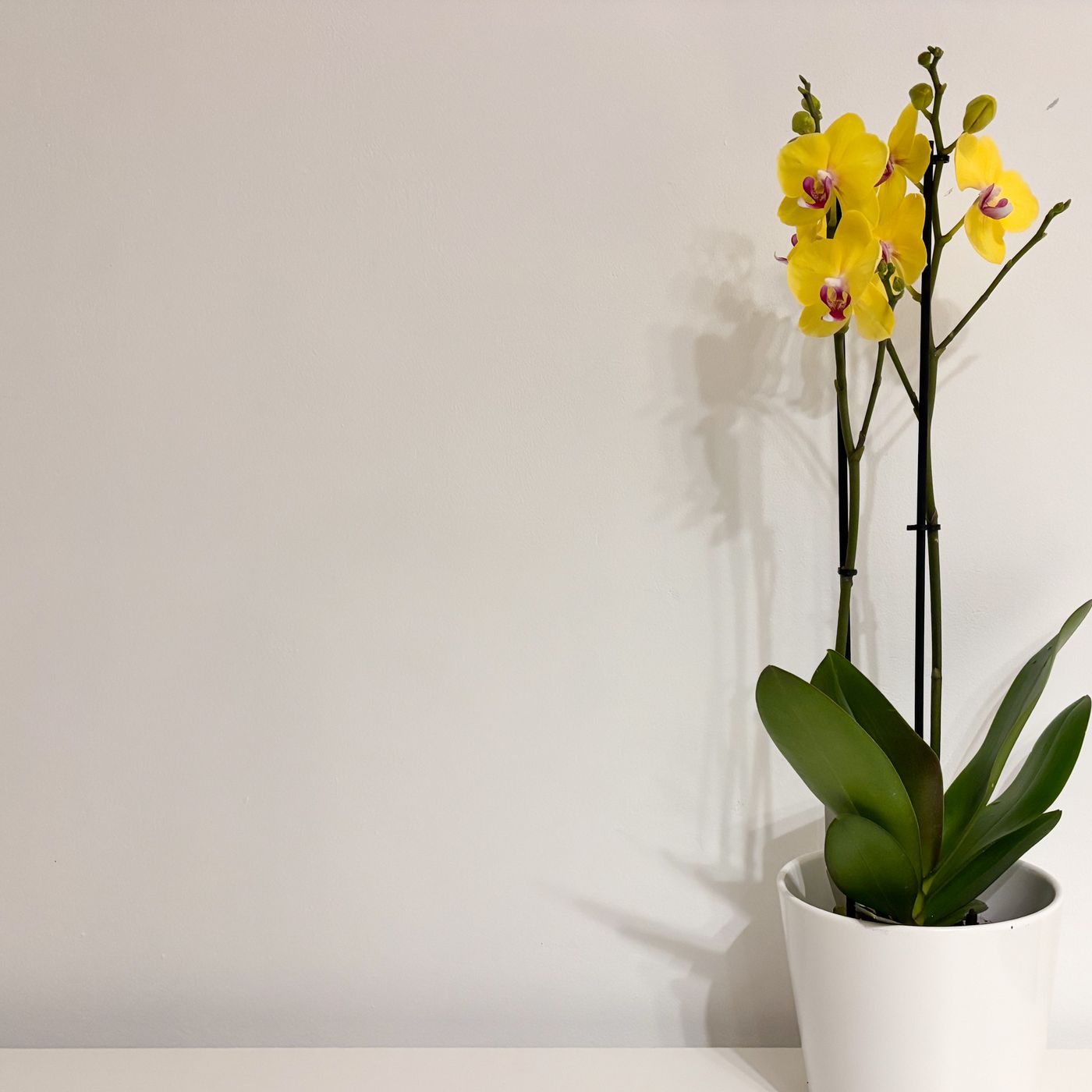 A white pot holding a yellow orchid, shown against a plain background.