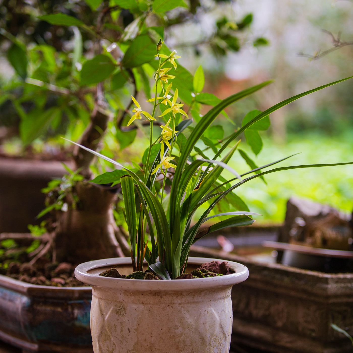 A rustic pot indoors with yellow orchids growing out of it.