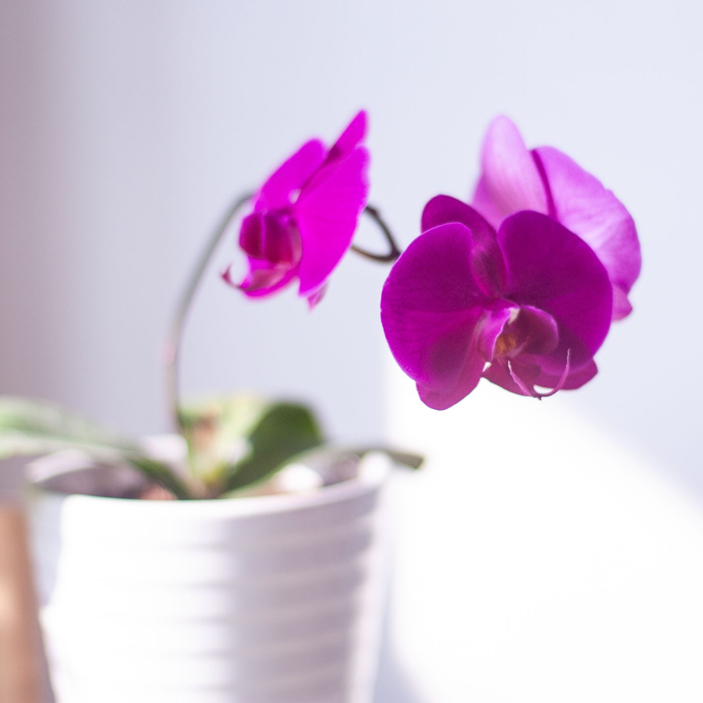 A white ceramic pot holding a pink orchid in soft natural light.