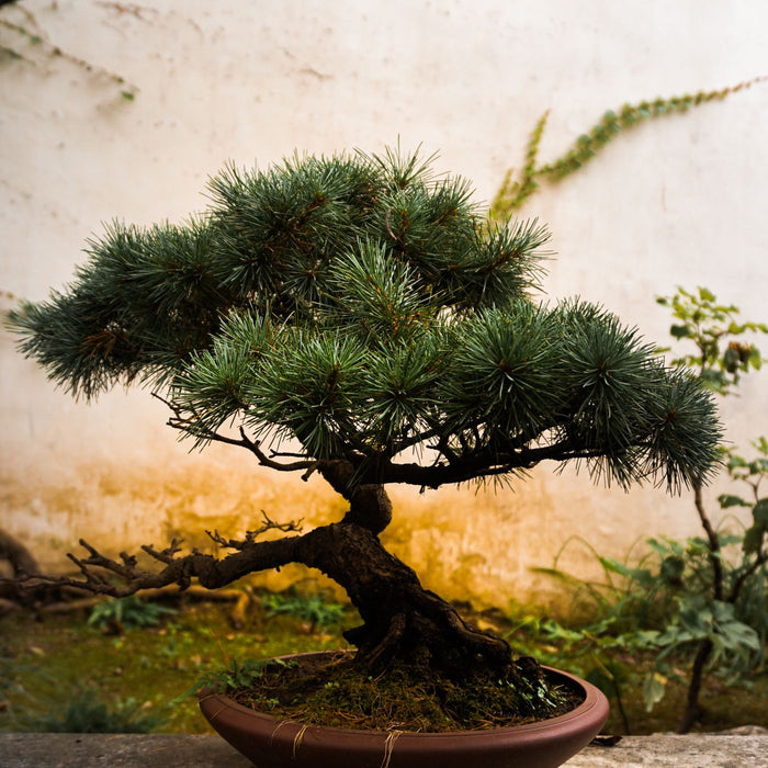 A bonsai tree in a clay pot, seen close up against a garden backdrop.