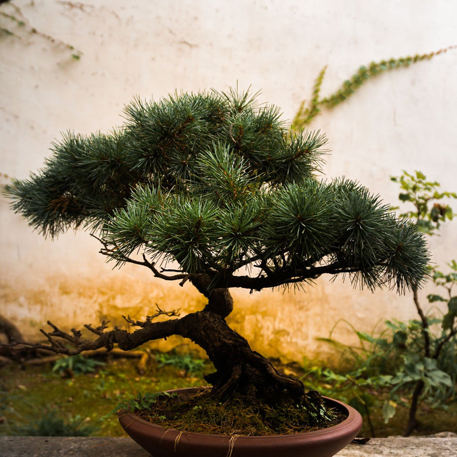 A bonsai tree in a clay pot, seen close up against a garden backdrop.