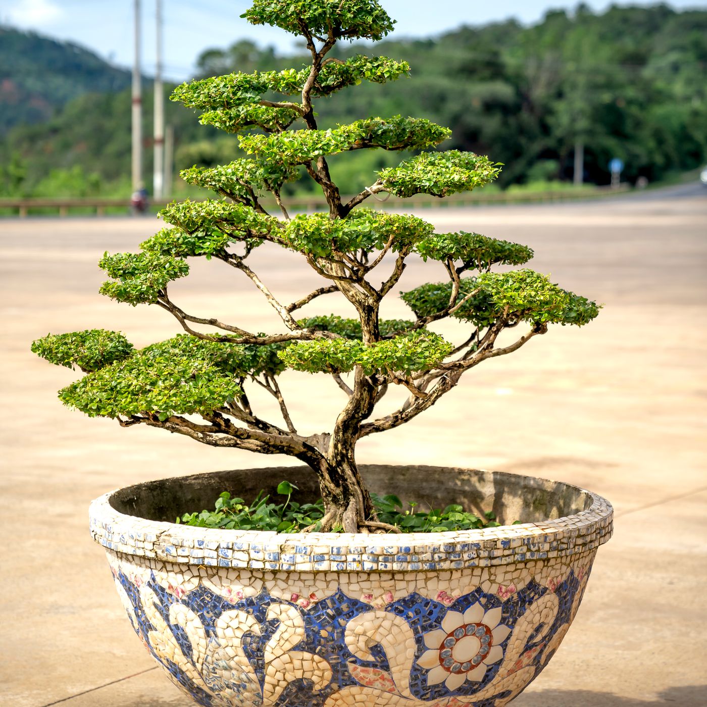 A bonsai tree in a decorative ceramic pot photographed outdoors.