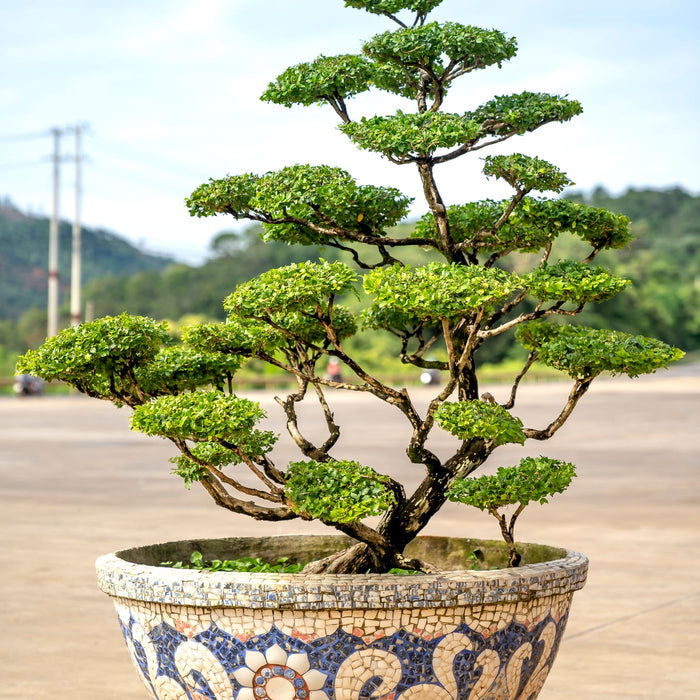 A bonsai tree growing in an intricate mosaic pot outdoors.