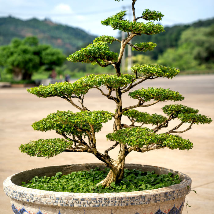 A decorative pot holding a bonsai tree against an outdoor backdrop.